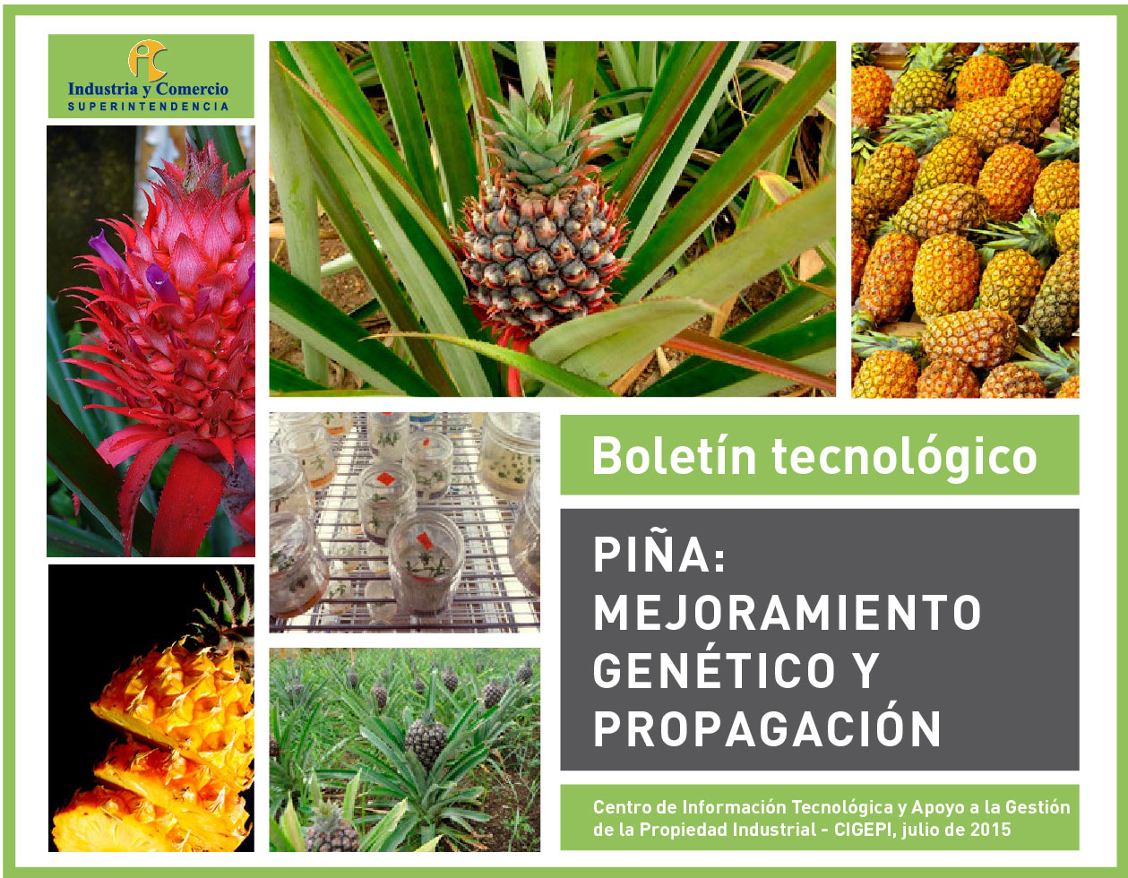 un collage de varias fotografías de piñas, desde el cultivo hasta el fruto y el titulo del boletín.