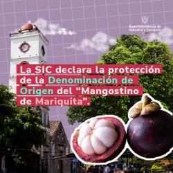 Imagen decorativa - Banner mangostino de mariquita
