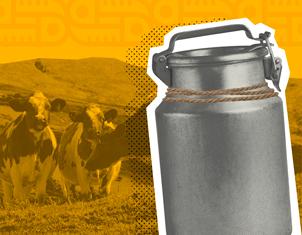 Un cántaro de leche metálico, atado con una cuerda rústica, en primer plano. Detrás, en un fondo amarillo, se aprecian dos vacas pastando en un campo ondulado.